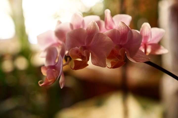 Pink orchidea