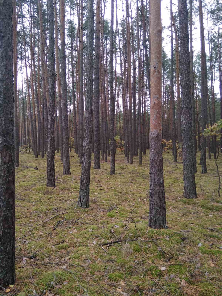 сосновий ліс