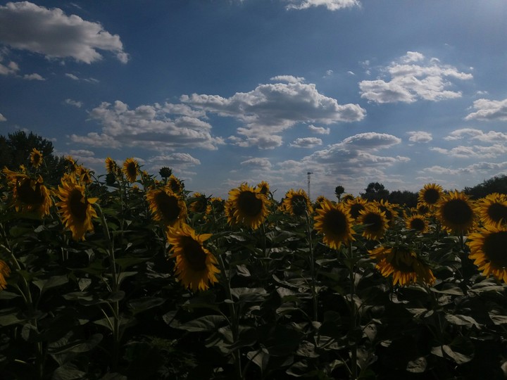 Sunflowers