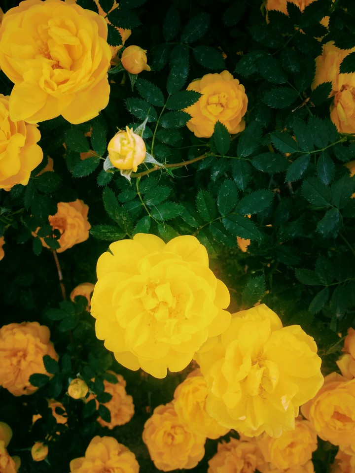 yellow rose
