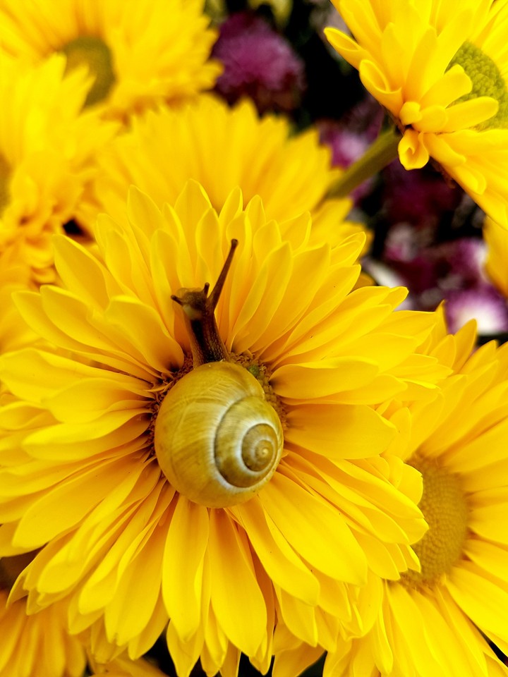 yellow snail