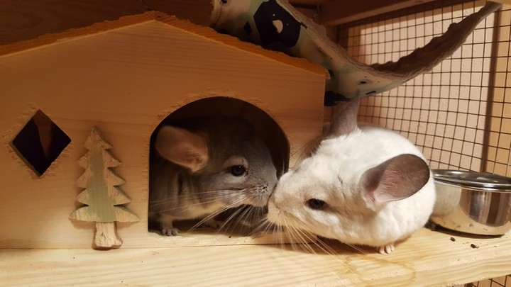Bogdan i Stefan szynszyla chinchilla