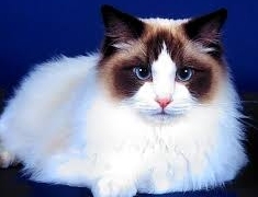 Beautiful Ragdoll Cat