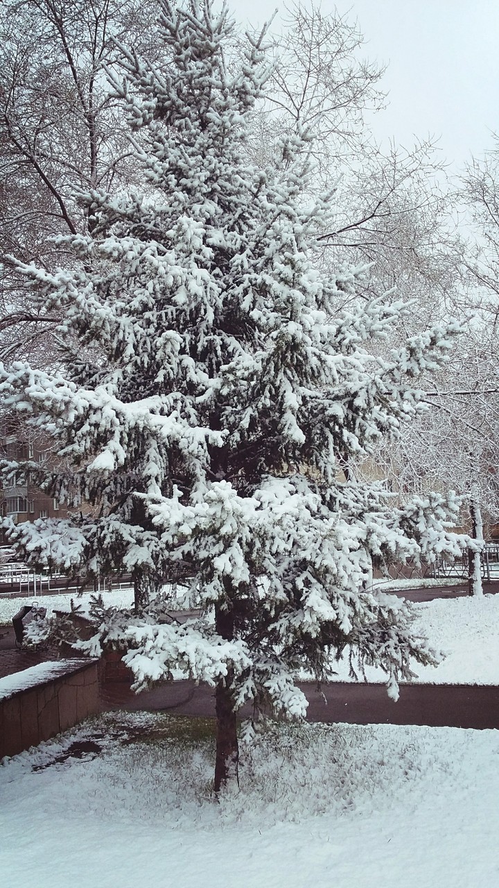 ель