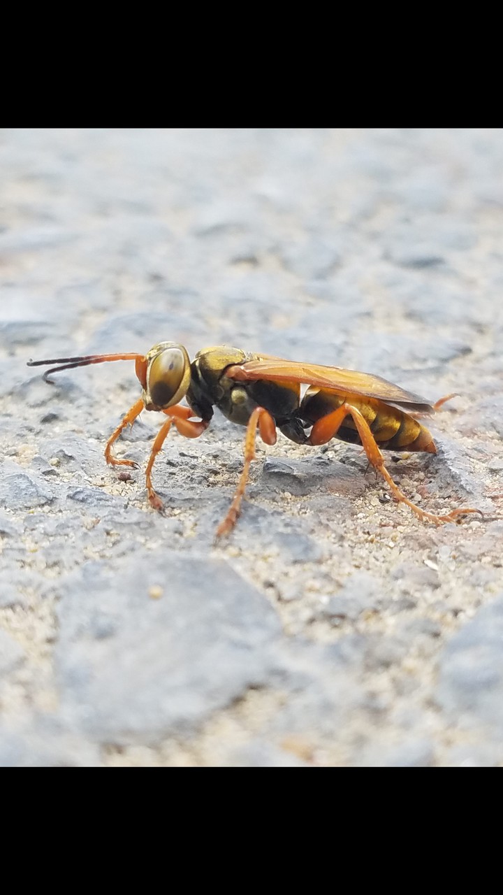 Bug