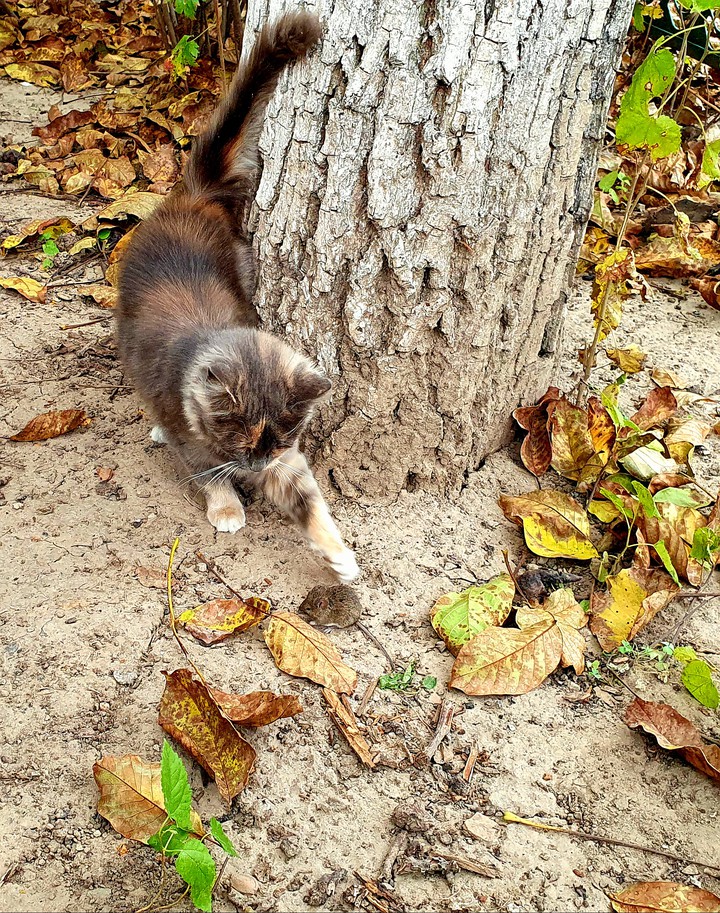 Кошка.