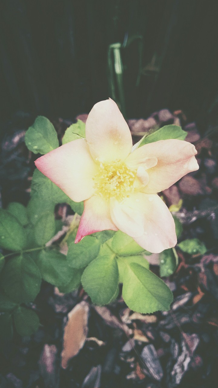 Simplistic pink and yellow flower