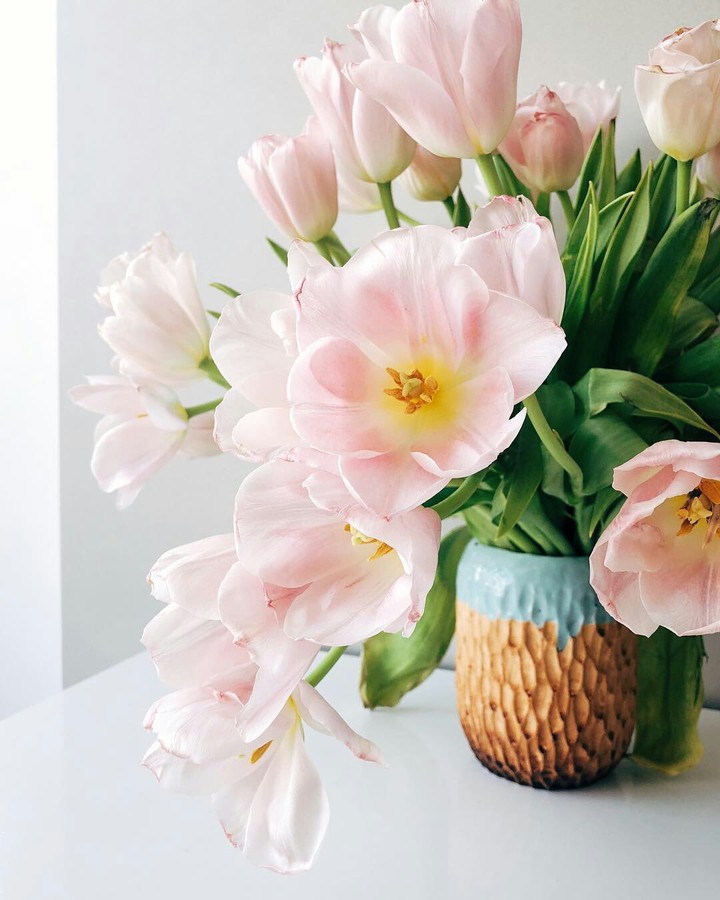 Tulips❤