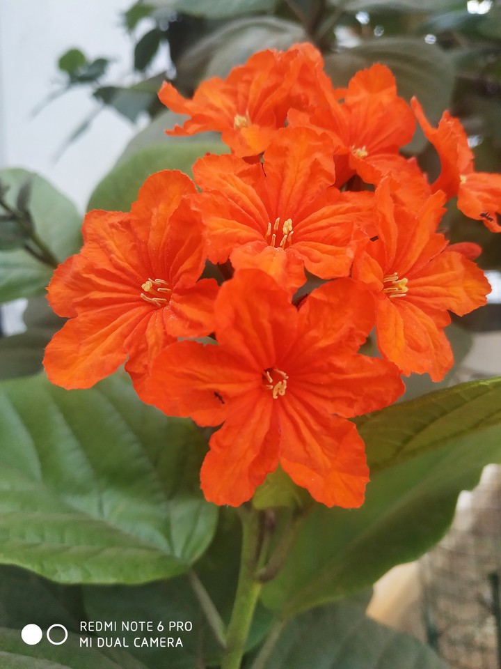 pusha flower