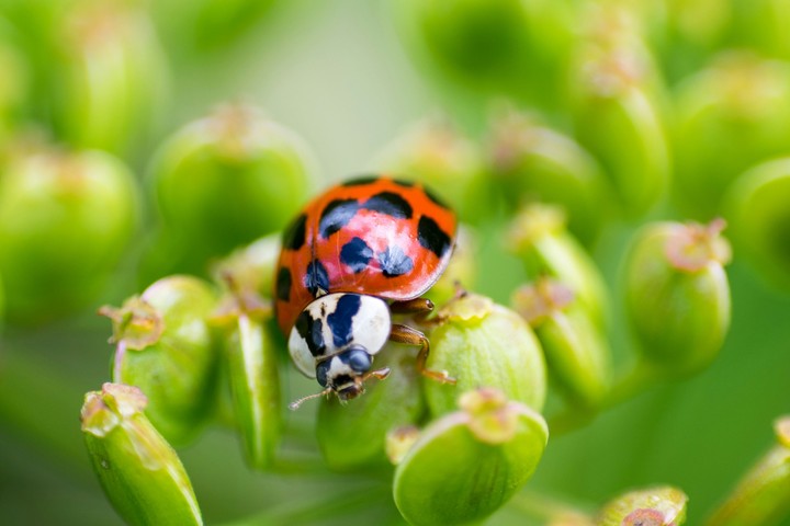 4k Ladybird in spring