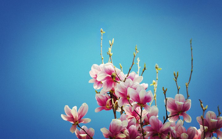 flores blancas y rosas?