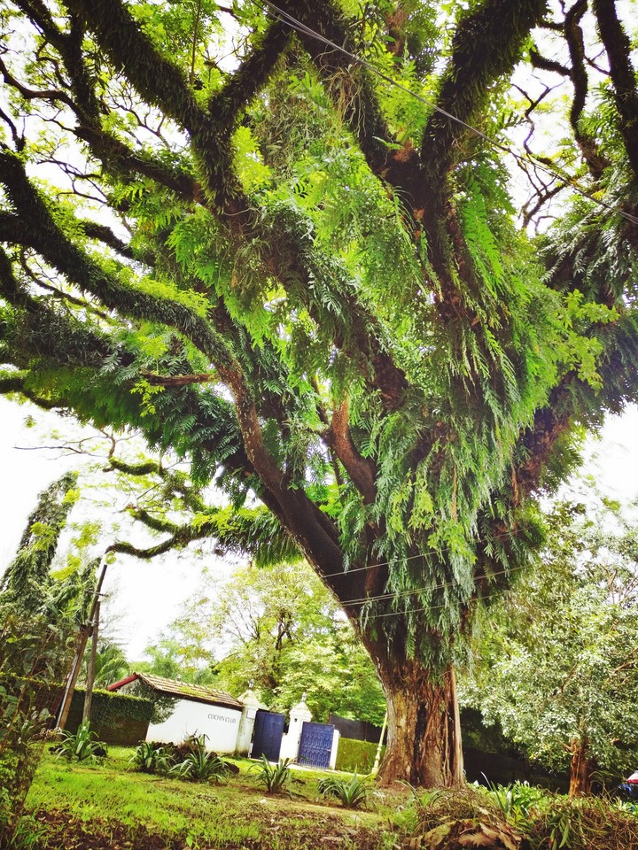 hairy Tree