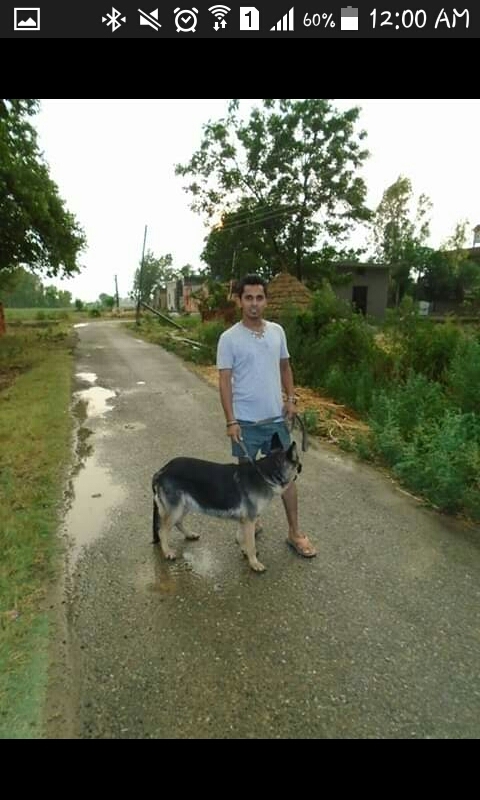 my dog jarman shift