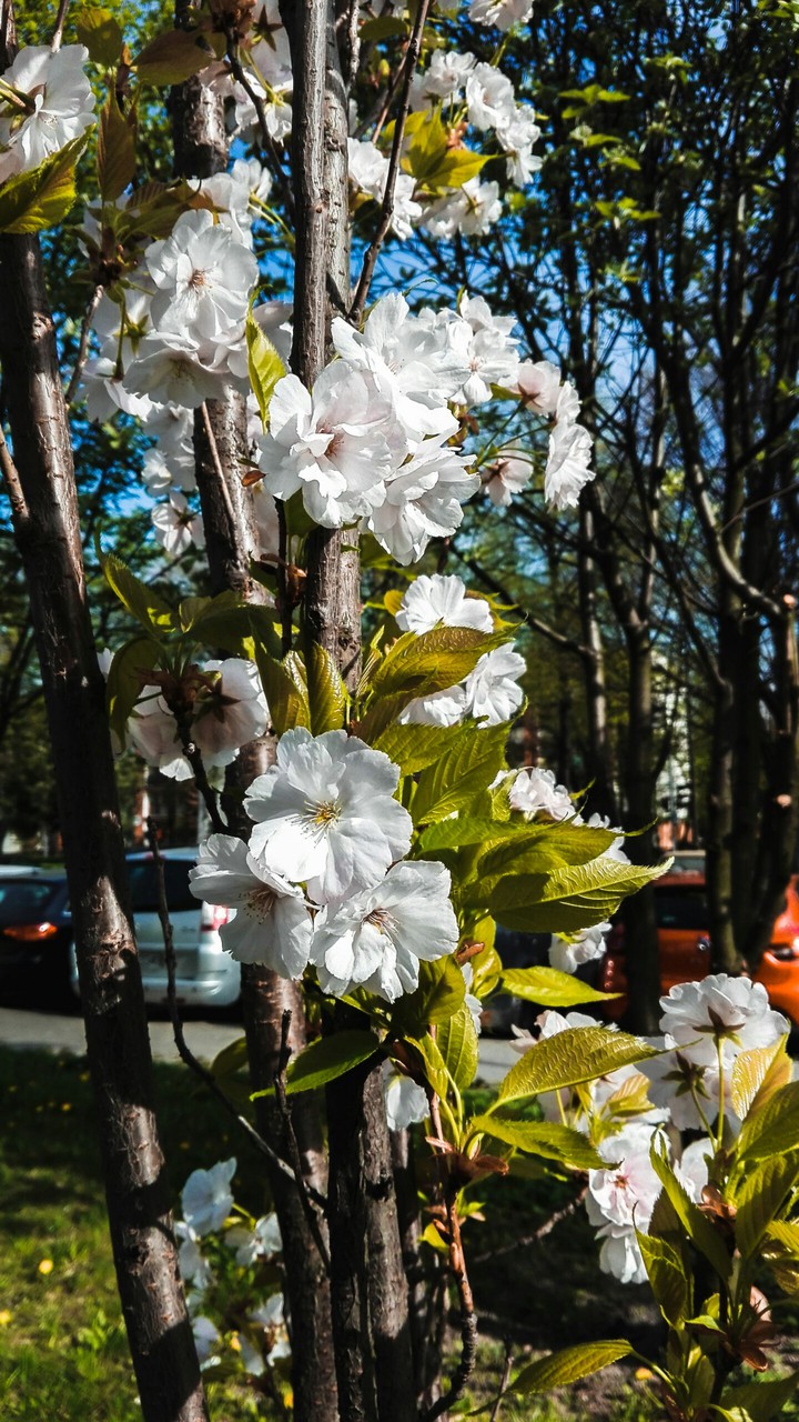 White flowers