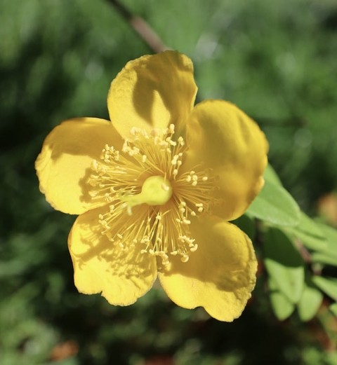 plant, flower achtergronden