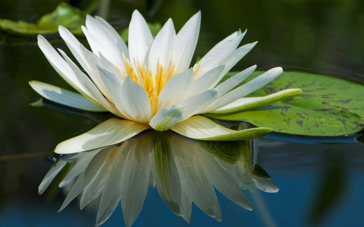 flower