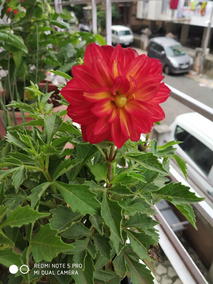 lovely red flower