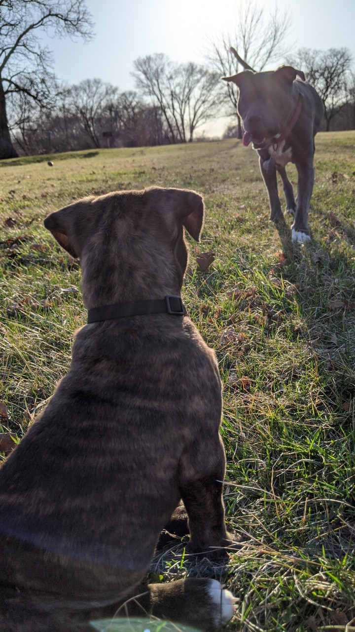 puppies