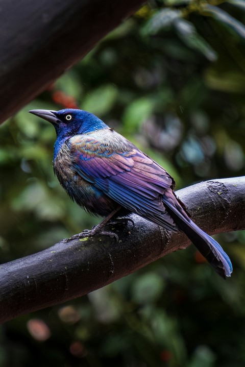 passerine, bird壁紙