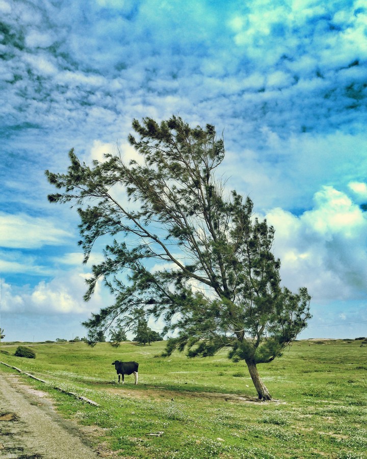 Natureza