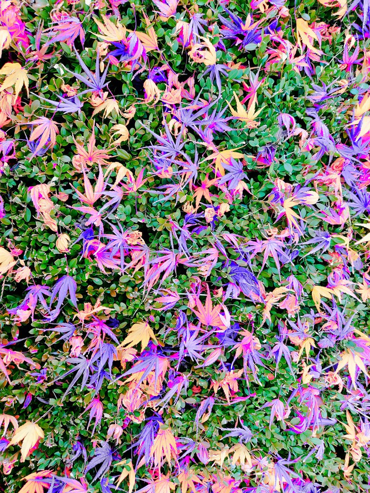 Fallen leaves