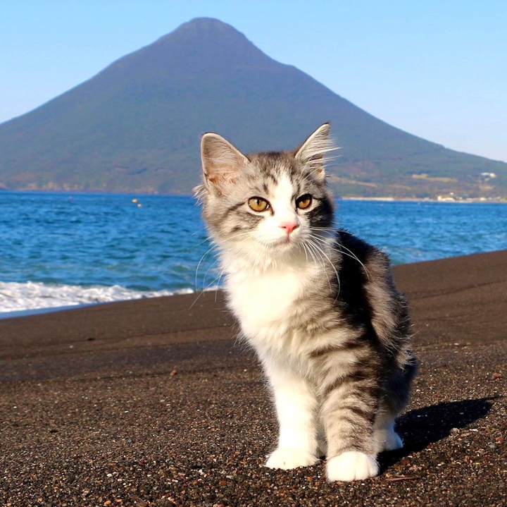 Adventure cat