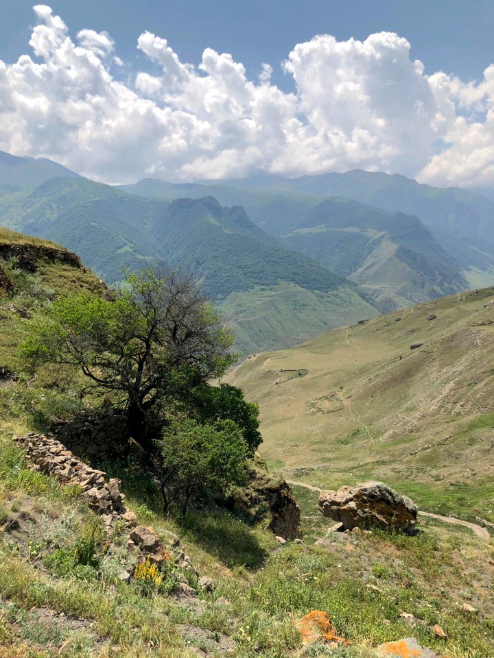 Дерево в горах