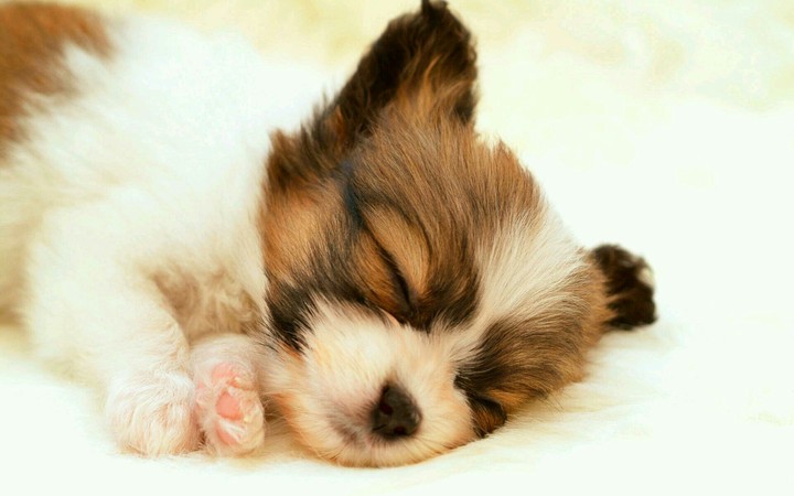 Pup