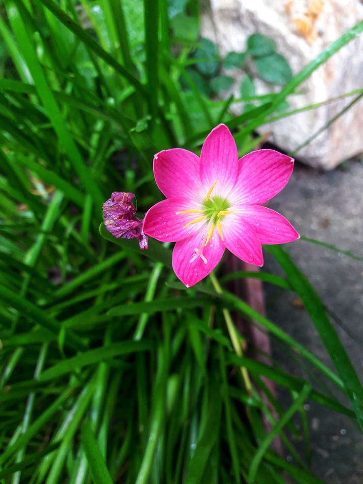 flower