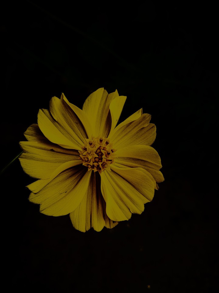 Dark