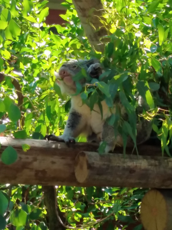 koala