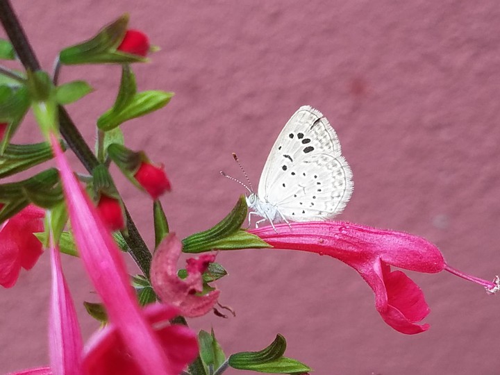 Butterfly & Flower