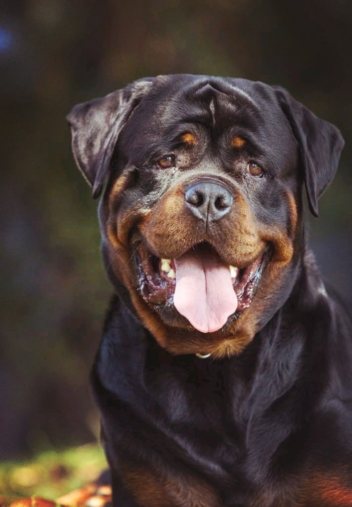 Tai-foon the Rottweiler