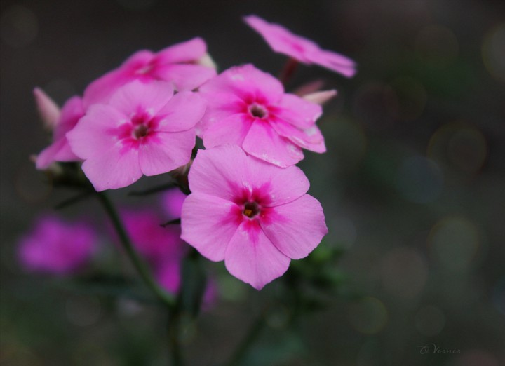 O.V. ❇️❤️❇️ my Flowers