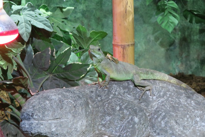 Pairi Daiza