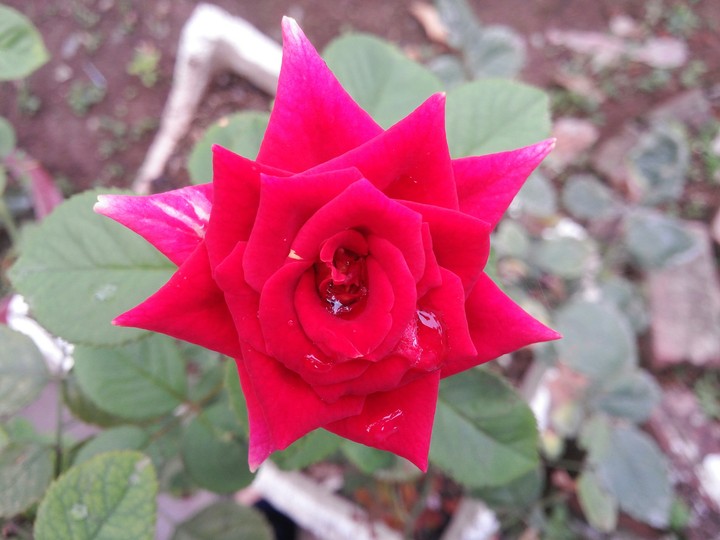 Flower
