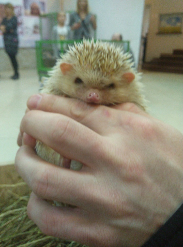 колючий