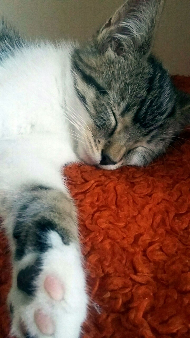 Sleeping cat