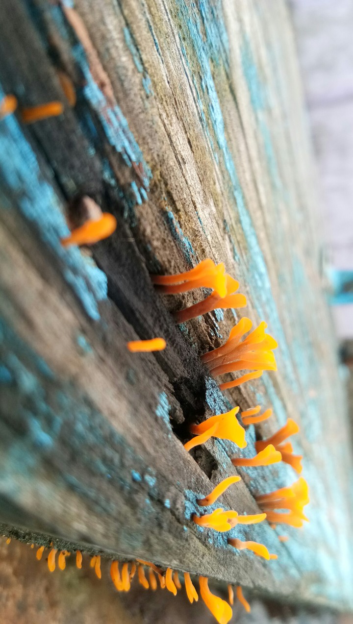 fungi