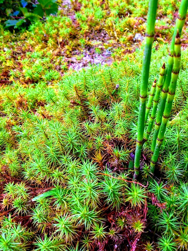 moss