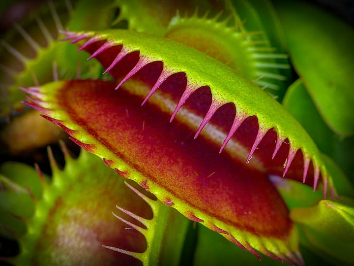 Venus-flytrap
