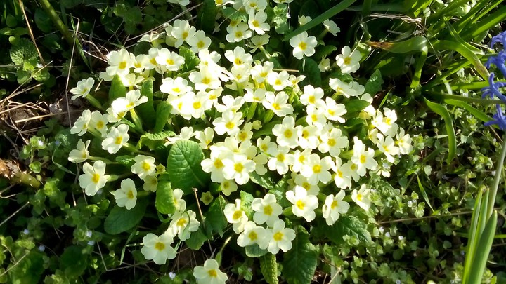 white little flowers