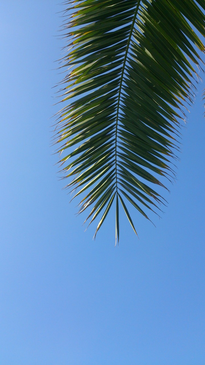 palm