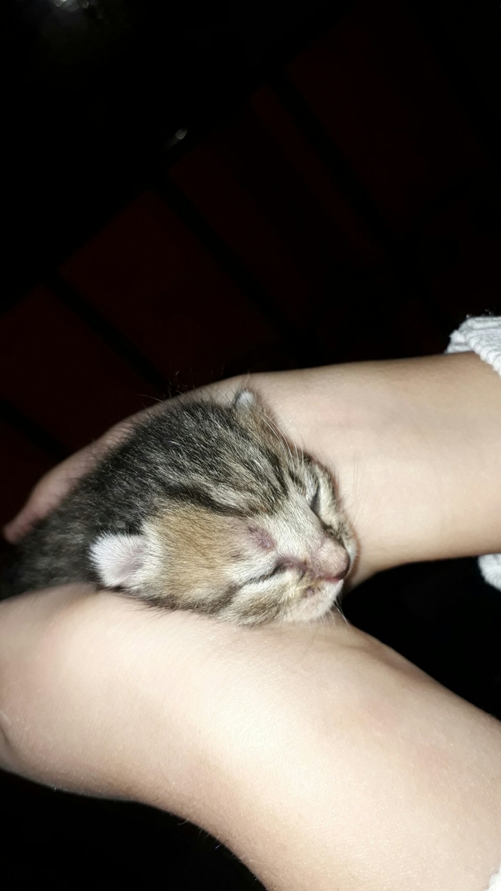 my kitten