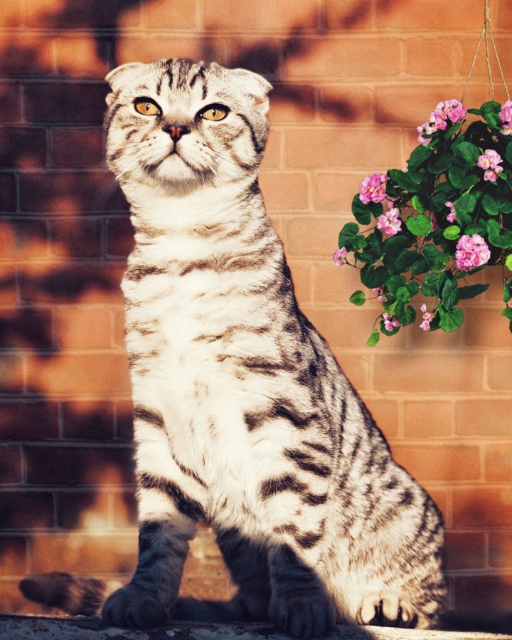 #cat #scottishfold #scottish #tiger