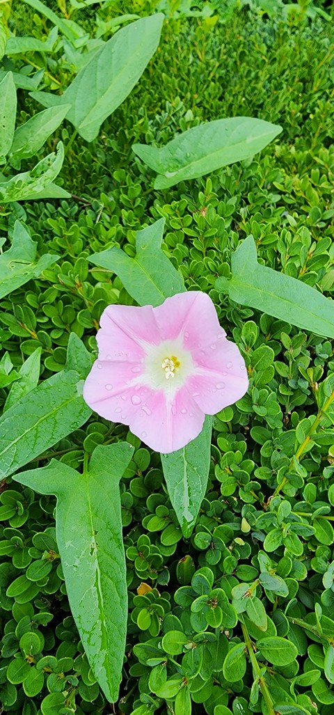 groundcover, flower achtergronden
