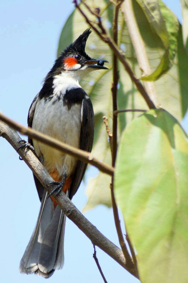 redwhiskered bulbul