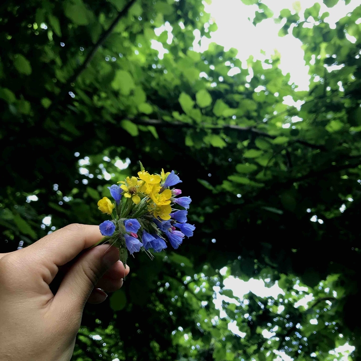 spring beauty