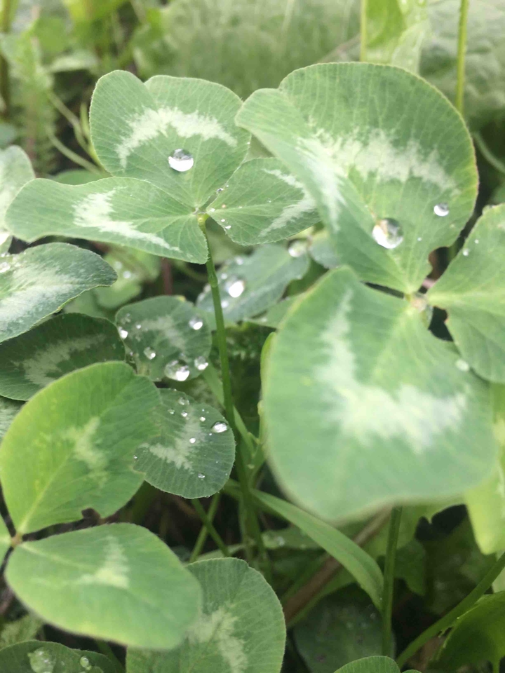 After rain