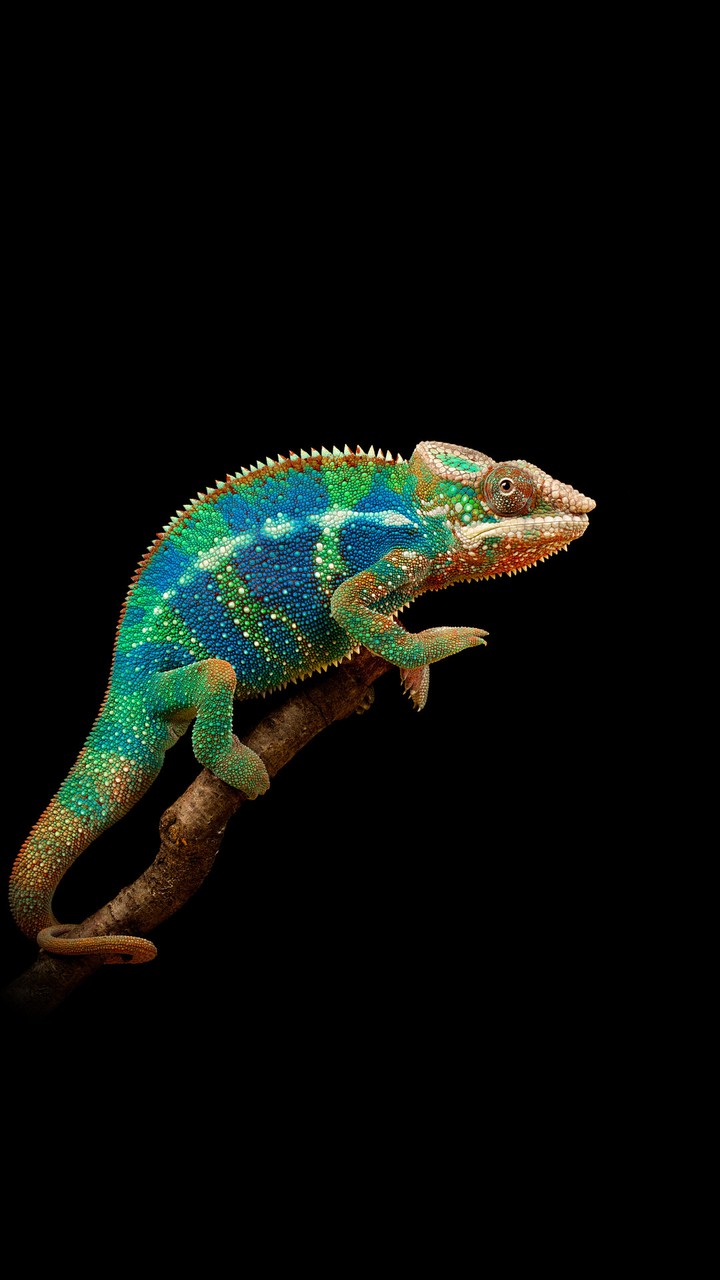CHAMELEON